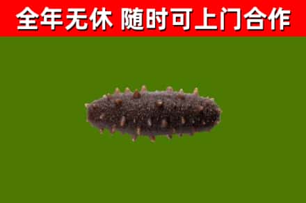 梧州市烟酒回收干海参.jpg